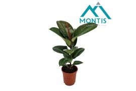 Ficus elastica robusta