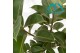 Ficus elastica robusta 