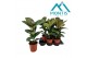 Ficus elastica robusta 