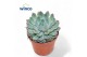 Echeveria Pink Edge 