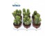 Cactus Neocardinazia Herzogiana 