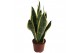Sansevieria trifasciata futura superba 