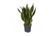 Sansevieria trifasciata futura superba 