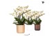 Phalaenopsis multiflora anthura lausanne Kolibri Orchids in simplicity 