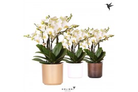 Phalaenopsis multiflora anthura lausanne Kolibri Orchids in simplicity