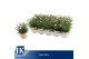 Dianthus diantica peach party 