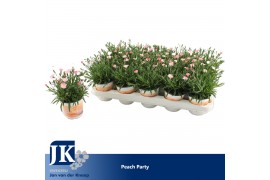 Dianthus diantica peach party