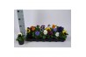 Viola witt. colossus f1 formula mix mix in tray