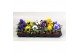 Viola witt. colossus f1 formula mix mix in tray 
