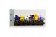 Viola witt. colossus f1 formula mix mix in tray 