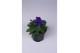 Viola cornuta evo mini f1 true blue 