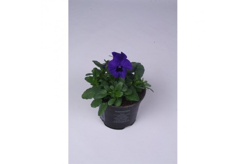 Viola cornuta evo mini f1 true blue 