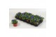 Viola cornuta evo mini f1 true blue 
