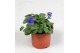 Viola cornuta evo mini f1 true blue 