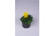 Viola cornuta evo mini f1 yellow 