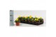 Viola cornuta evo mini f1 yellow 