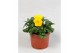 Viola cornuta evo mini f1 yellow 
