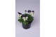 Viola cornuta evo mini f1 white purple jump up 