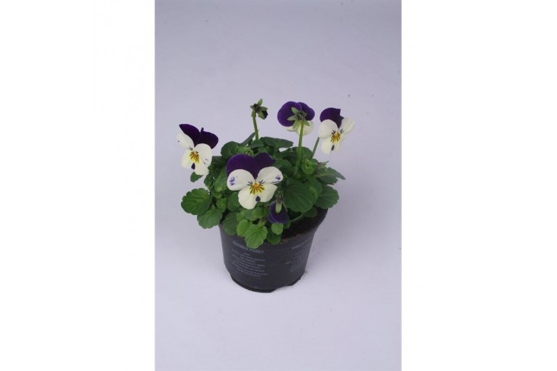 Viola cornuta evo mini f1 white purple jump up 