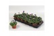 Viola cornuta evo mini f1 white purple jump up 