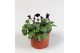 Viola cornuta evo mini f1 white purple jump up 