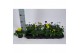 Viola cornuta mix mix in tray x18 