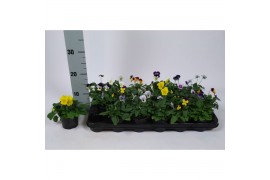 Viola cornuta mix mix in tray x18