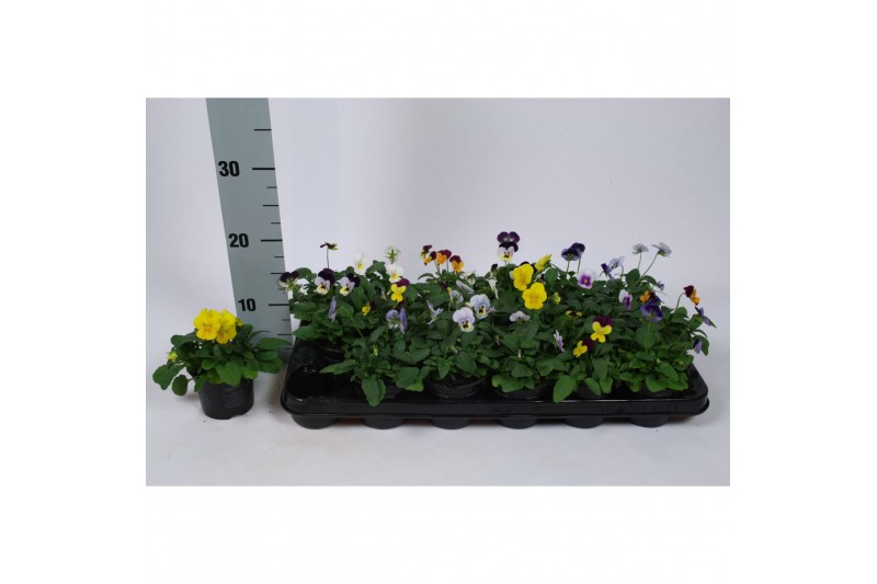 Viola cornuta mix mix in tray x18 