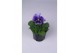 Viola wittrockiana flair light blue 
