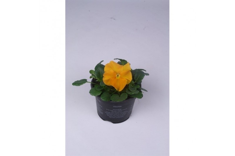 Viola wittrockiana evo f1 orange alpha 