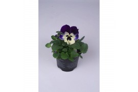 Viola wittrockiana evo f1 violet face alpha
