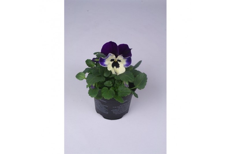 Viola wittrockiana evo f1 violet face alpha 
