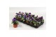 Viola wittrockiana evo f1 violet face alpha 