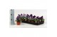 Viola wittrockiana evo f1 violet face alpha 