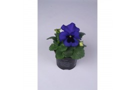 Viola wittrockiana delta f1 blue with blotch