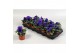 Viola wittrockiana delta f1 blue with blotch 