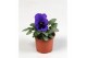 Viola wittrockiana delta f1 blue with blotch 