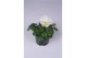 Viola wittrockiana delta f1 pure white 