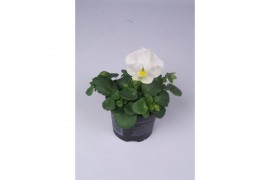 Viola wittrockiana delta f1 pure white