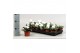 Viola wittrockiana delta f1 pure white 