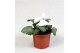 Viola wittrockiana delta f1 pure white 