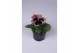Viola wittrockiana delta f1 rose surprise 