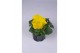 Viola wittrockiana matrix yellow 
