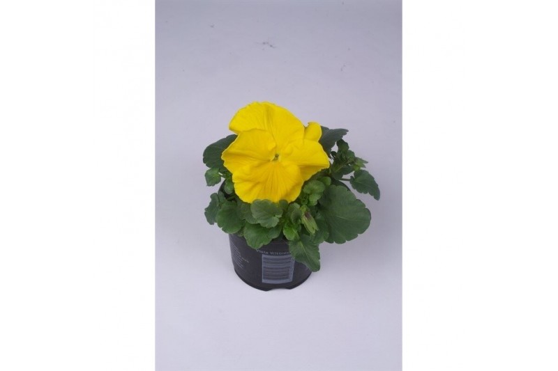 Viola wittrockiana matrix yellow 