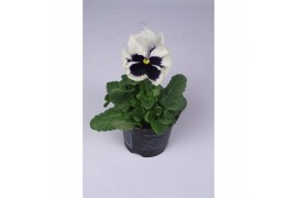 Viola witt. colossus f1 white with blotch
