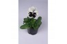Viola witt. colossus f1 white with blotch