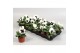 Viola witt. colossus f1 white with blotch 