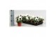 Viola witt. colossus f1 white with blotch 