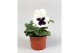 Viola witt. colossus f1 white with blotch 