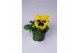 Viola witt. colossus f1 yellow with blotch 